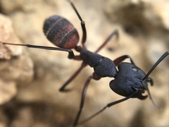 Camponotus cruentatus