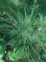Equisetum arvense