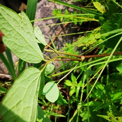 Thalictrum dasycarpum