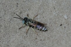 Microbembex monodonta