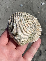 Clinocardium nuttallii
