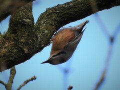 Sitta europaea caesia