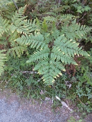 Pteridium pinetorum