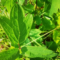 Thalictrum dasycarpum
