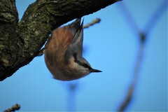 Sitta europaea caesia