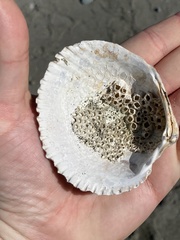 Clinocardium nuttallii