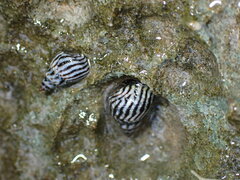 Echinolittorina