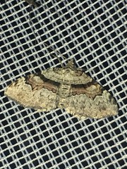 Xanthorhoe packardata