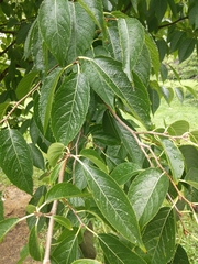 Prunus americana