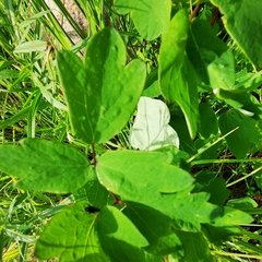 Thalictrum dasycarpum