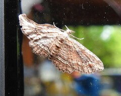 Chloroclystis filata