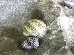 Nerita tessellata