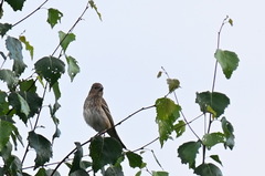 Carpodacus erythrinus