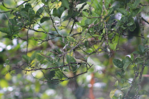 Hylophilus flavipes