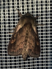 Bellura densa