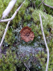 Coltricia cinnamomea