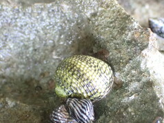 Nerita tessellata