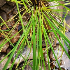 Carex