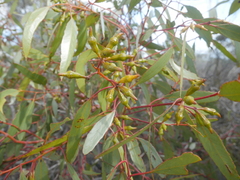 Eucalyptus incrassata