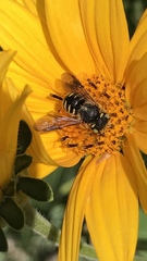 Anthidium oblongatum