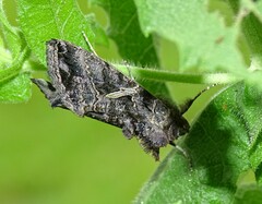 Ctenoplusia oxygramma