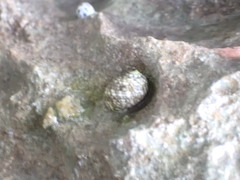Nerita tessellata