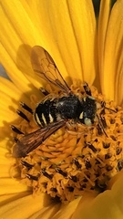 Anthidium oblongatum