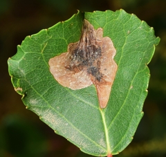 Phyllonorycter