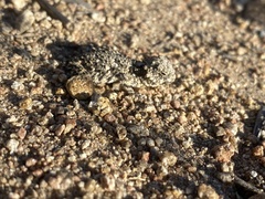 Phrynosoma blainvillii