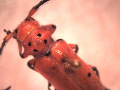 Tetraopes