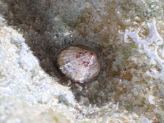 Patellogastropoda