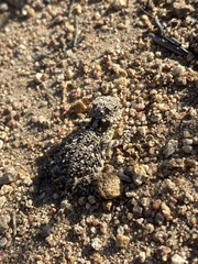 Phrynosoma blainvillii