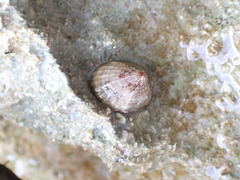 Patellogastropoda
