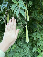 Wisteria