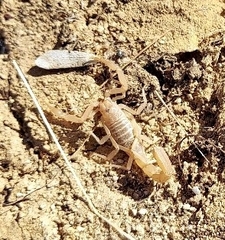 Paravaejovis confusus