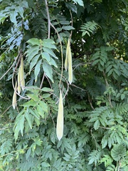 Wisteria