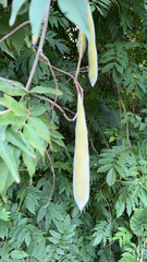 Wisteria