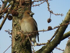 Coccothraustes coccothraustes coccothraustes