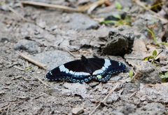 Limenitis arthemis arthemis