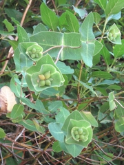 Lonicera implexa