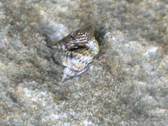 Echinolittorina