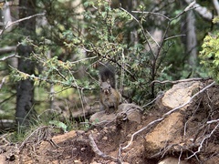 Tamiasciurus fremonti