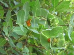Lonicera implexa