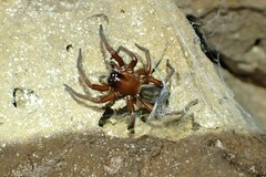 Callobius