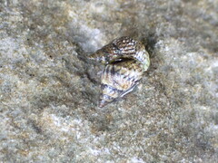 Echinolittorina