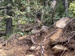 Tamiasciurus fremonti