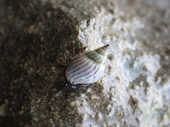 Echinolittorina ziczac