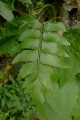 Asplenium listeri