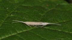 Coleophora