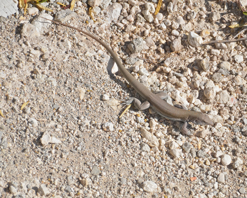 Common Ameiva, Pholidoscelis chrysolaemus